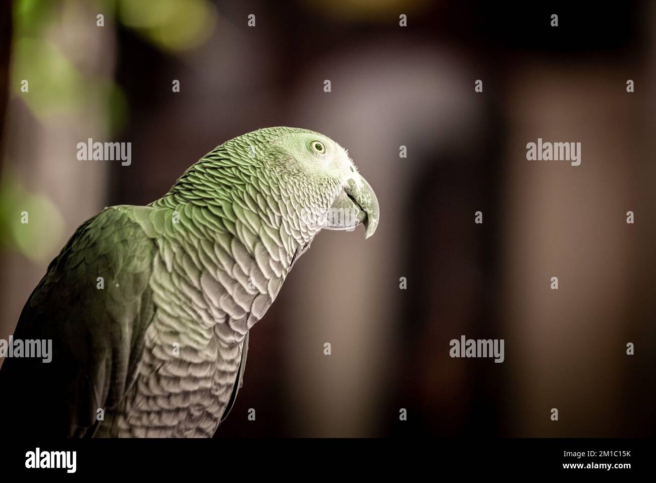 Immagine di un pappagallo grigio in piedi e in posa alla telecamera. Il pappagallo grigio (Psittacus erithacus), noto anche come il pappagallo grigio del Congo, Congo Africano Foto Stock
