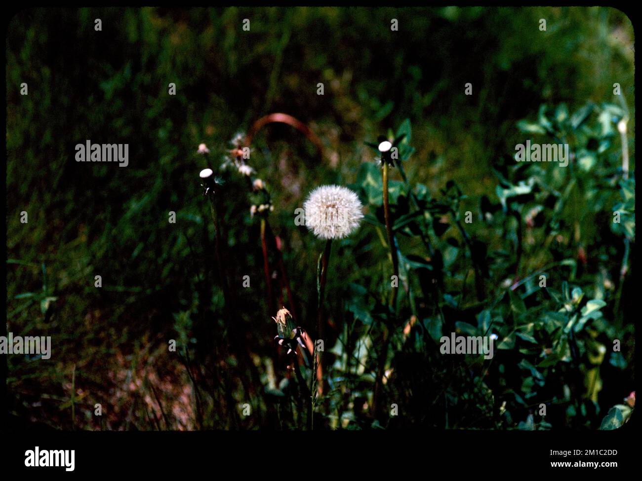 Dente di leone bianco in erba, Arnold Arboretum, Boston , Fiori, Giardini Botanici, Arnold Arboreto. Collezione Edmund L. Mitchell Foto Stock