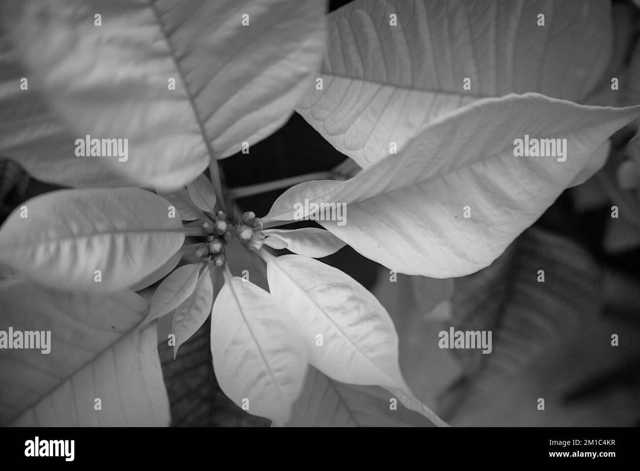 Primo piano delle poinsettie rosse e bianche Foto Stock