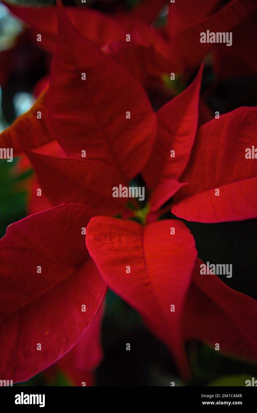 Primo piano delle poinsettie rosse e bianche Foto Stock