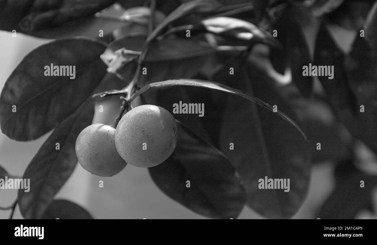 fondo frutta bianco e nero Foto Stock
