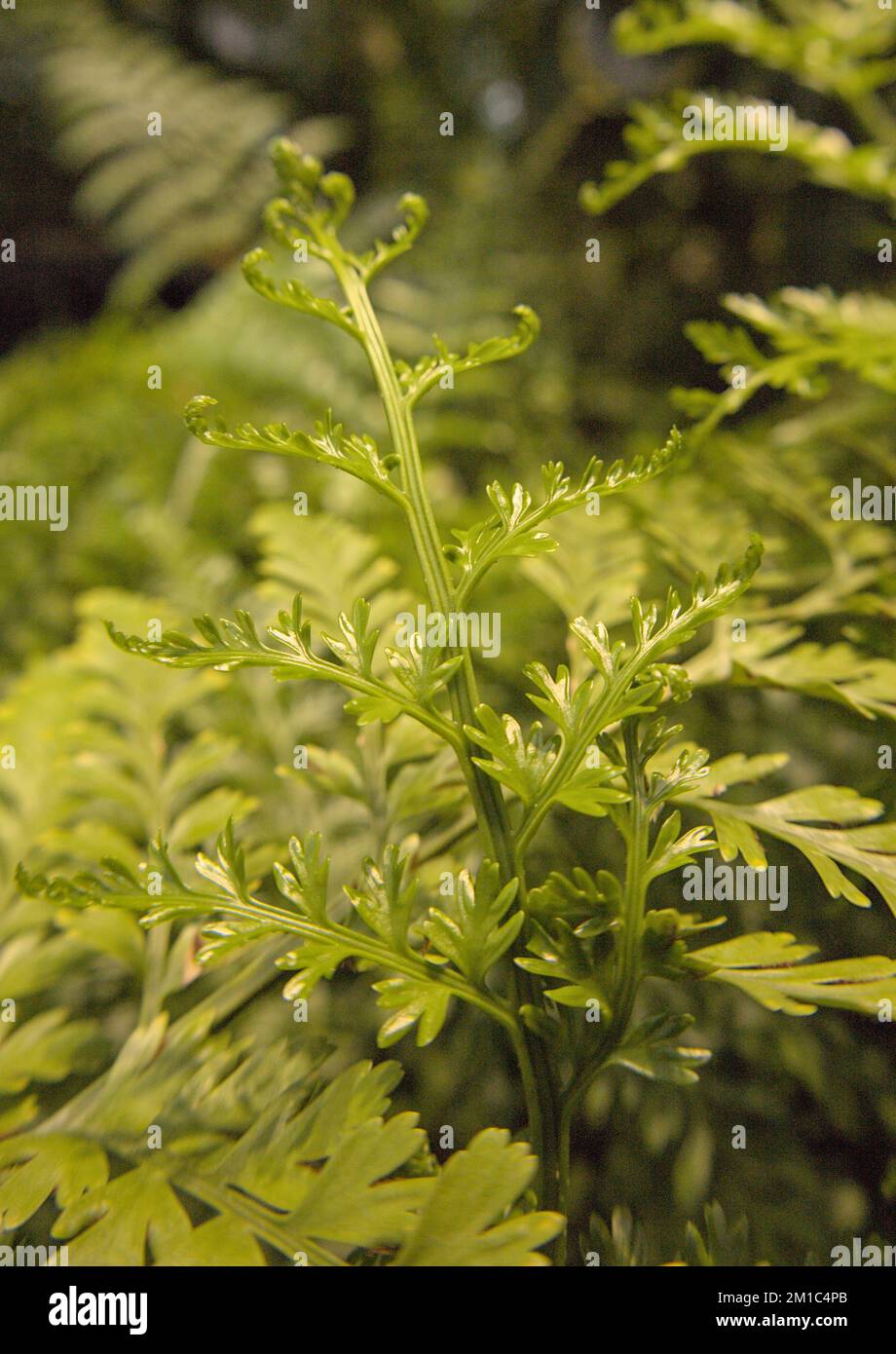 Primo piano e focalizzazione selettiva di foglie e fiori Foto Stock