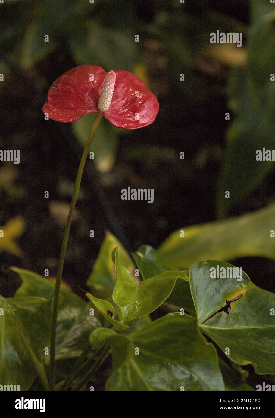 Primo piano e focalizzazione selettiva di foglie e fiori Foto Stock