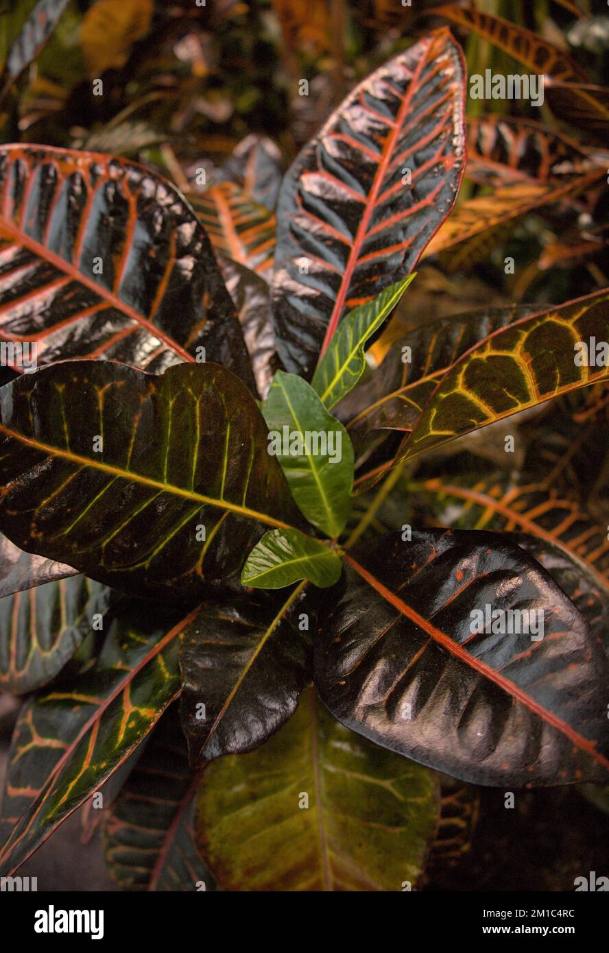 Primo piano e focalizzazione selettiva di foglie e fiori Foto Stock