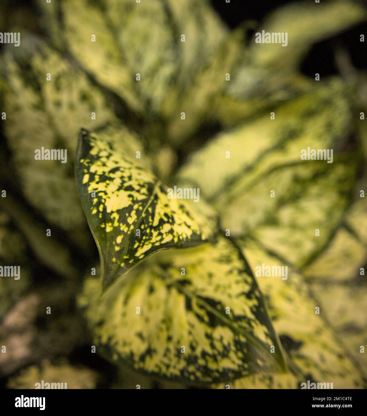 Primo piano e focalizzazione selettiva di foglie e fiori Foto Stock