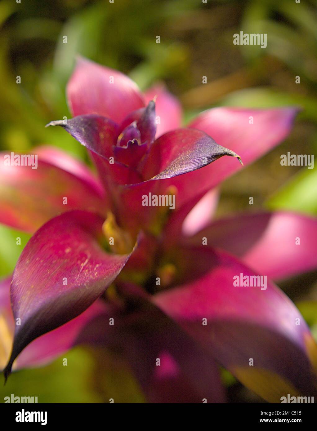Primo piano e focalizzazione selettiva di foglie e fiori Foto Stock