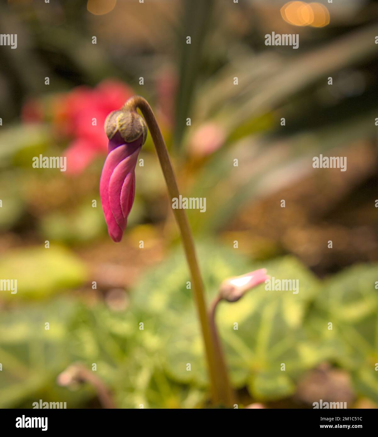 Primo piano e focalizzazione selettiva di foglie e fiori Foto Stock