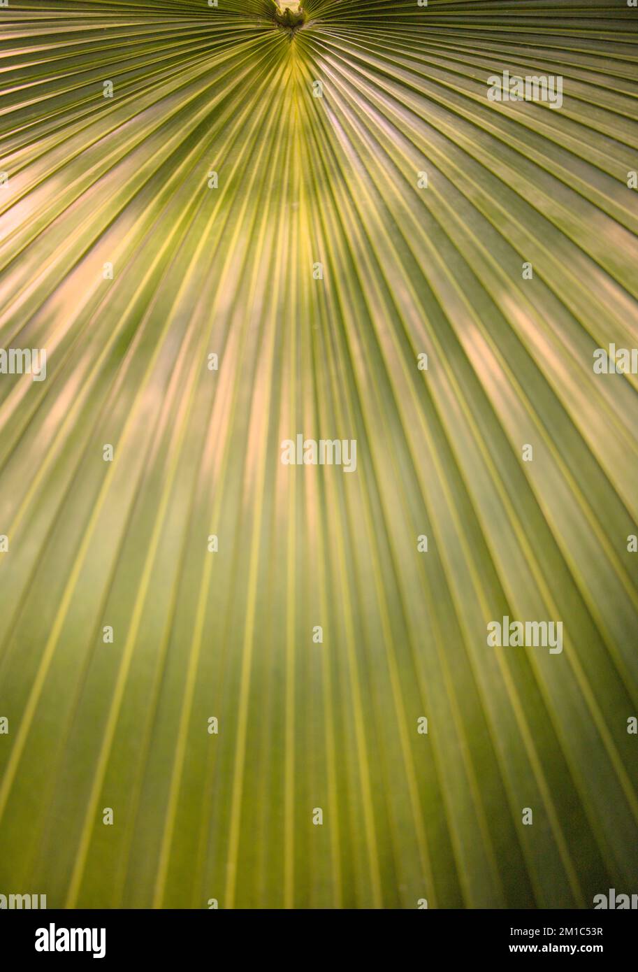 Primo piano e focalizzazione selettiva di foglie e fiori Foto Stock