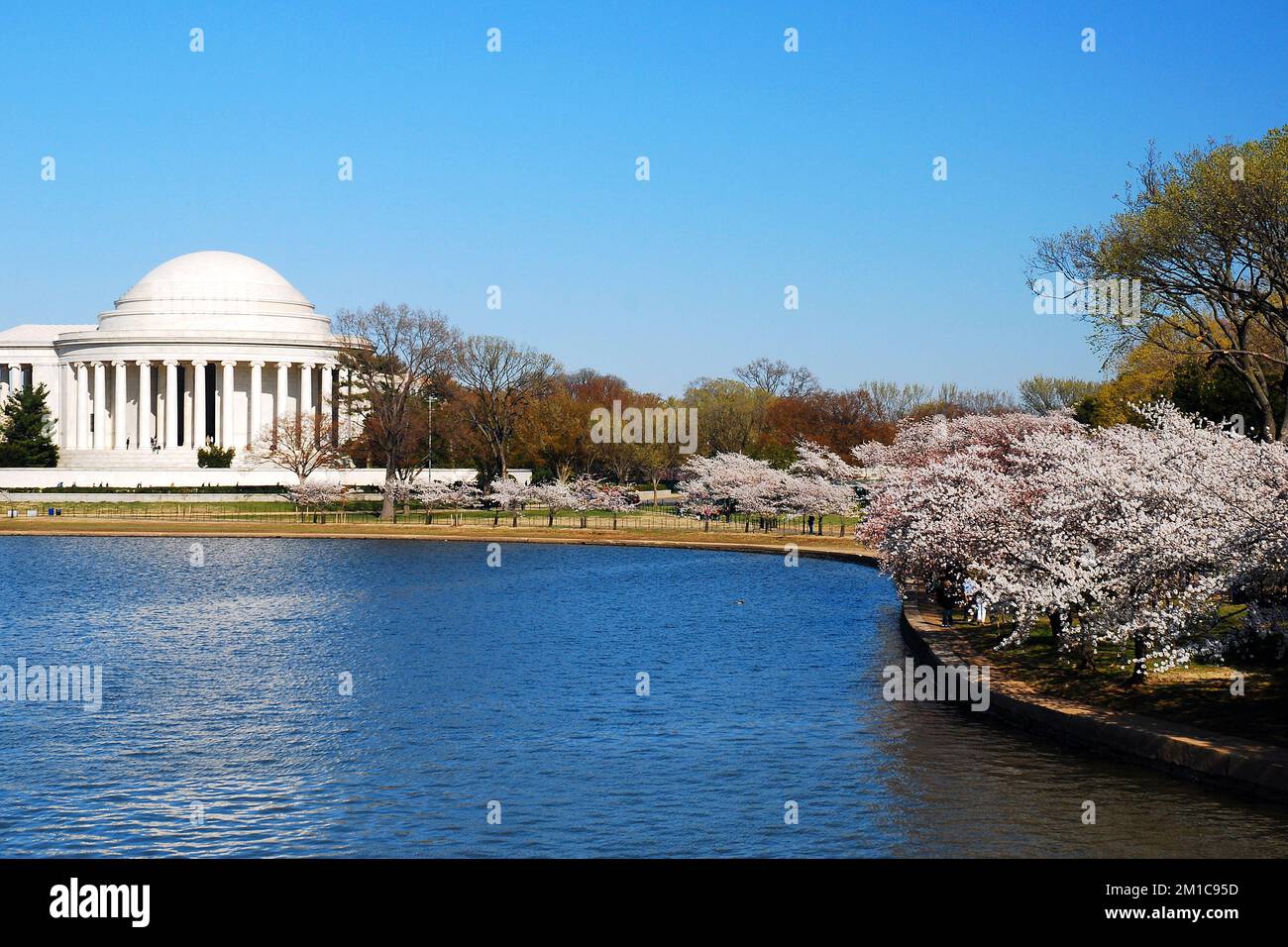 I ciliegi fioriscono al Jefferson Memorial e al Tidal Basin in una soleggiata giornata primaverile a Washington, DC Foto Stock