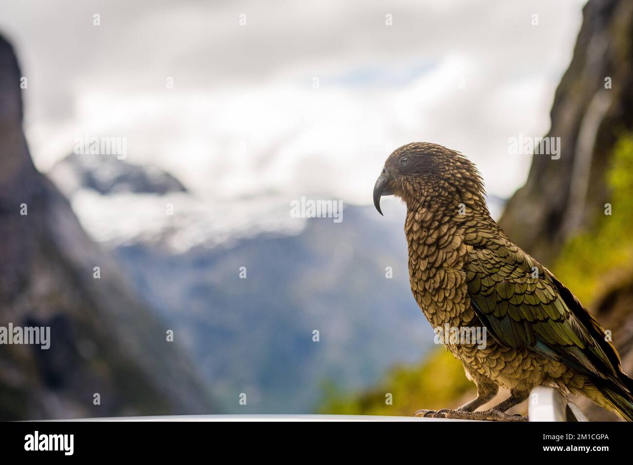 Kea è un uccello popolare in Nuova Zelanda Foto Stock