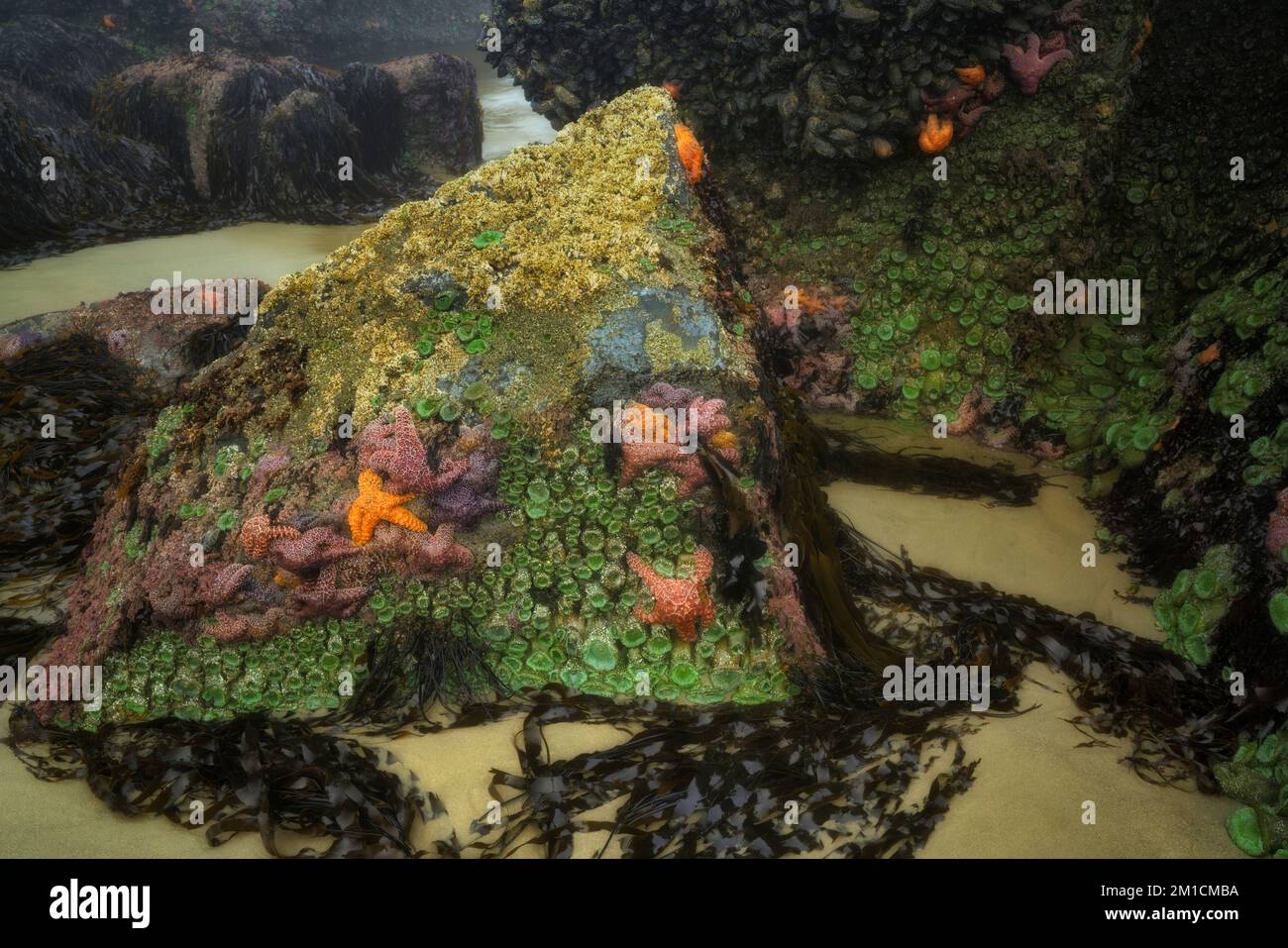 Barnacoli d'oca, colorate stelle marine e anemoni verdi di mare aggrappati alle rocce basaltiche durante questo evento estivo temporaneo meno bassa marea. Foto Stock