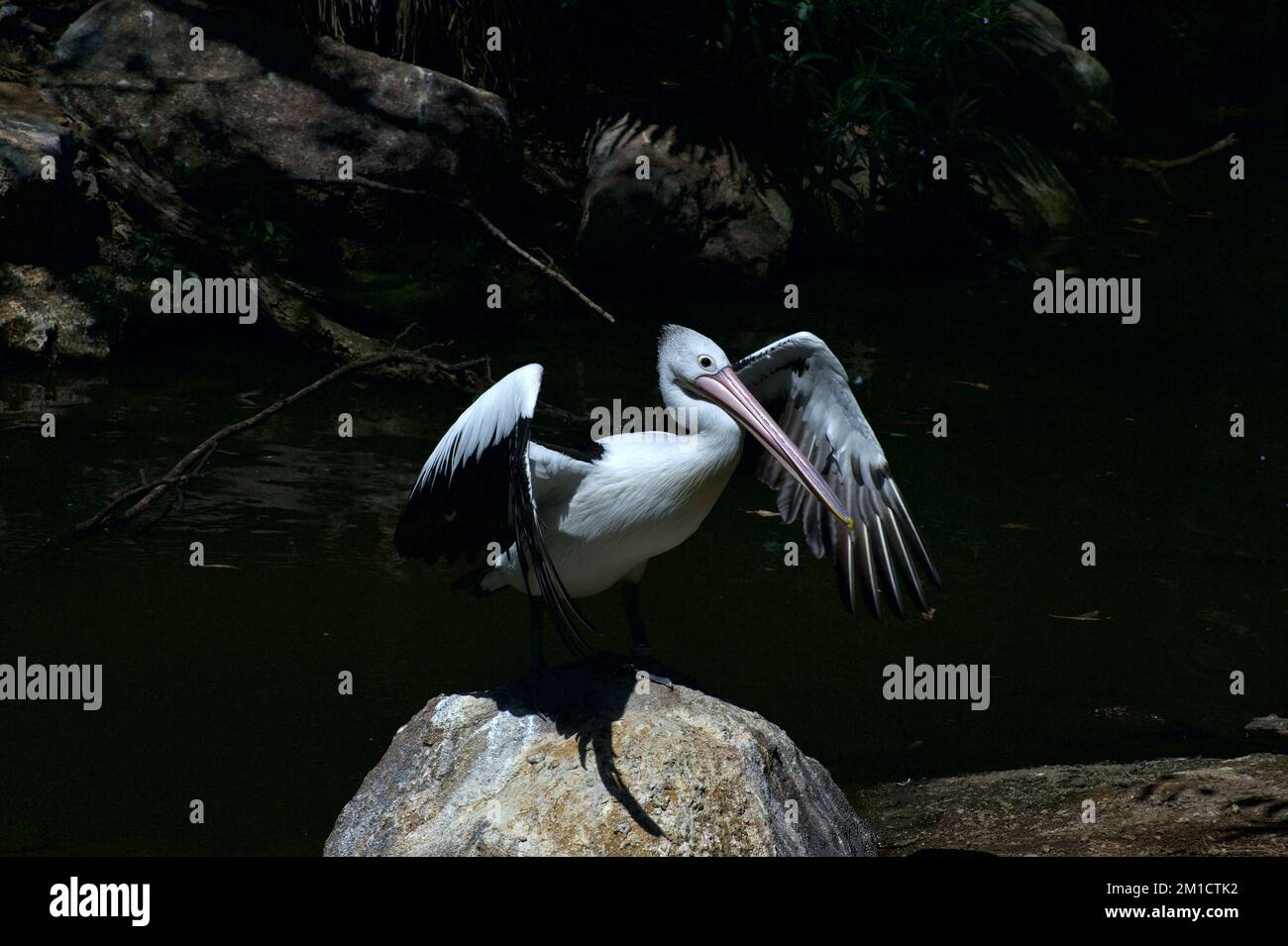 Dopo una buona immersione, alla ricerca di cibo, il Pelicano australiano (Pelecanus conspicillatus) deve asciugare le sue ali. Avvistato da uno stagno allo Zoo di Melbourne. Foto Stock