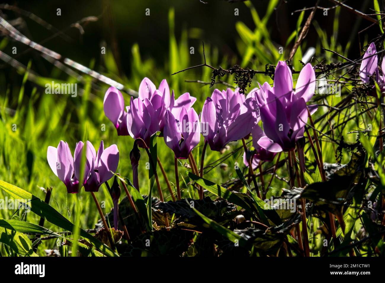 Delicati fiori rosa di ciclamini selvatici fiorenti si accoccolano alla luce del sole tra erba verde Foto Stock
