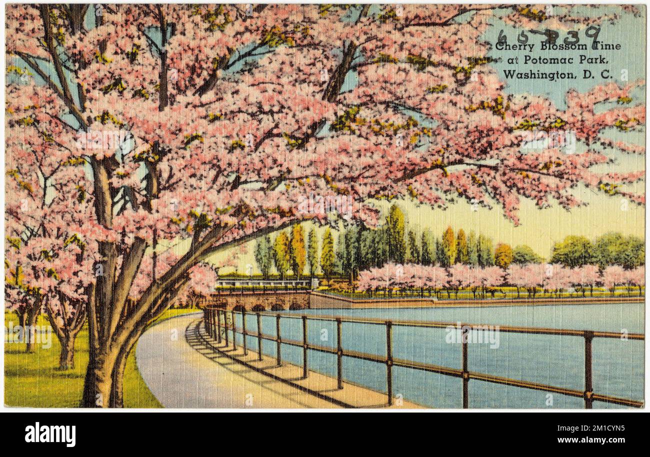 Cherry Blossom Time al Potomac Park, Washington, D. C., Parks, Tichnor Brothers Collection, Cartoline degli Stati Uniti Foto Stock