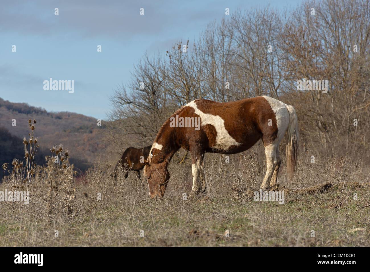 Cavallo pascolo primavera prato verde erba. Paesaggio rurale tranquillo atmosfera. Giovani cavalli bruni pascolano l'erba nel pascolo. Il concetto di paese l Foto Stock