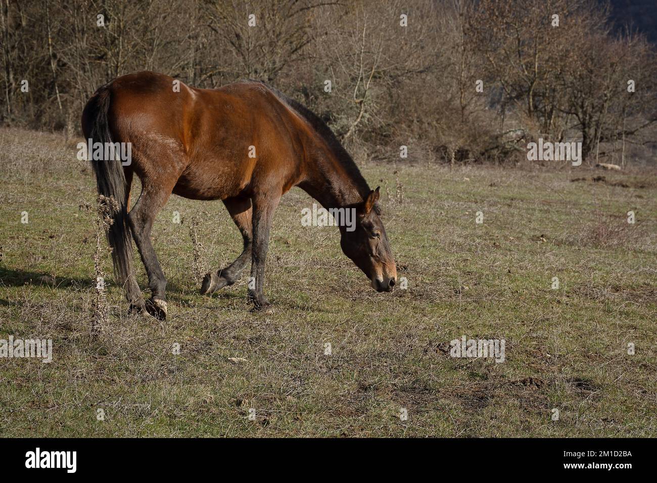 Cavallo pascolo primavera prato verde erba. Paesaggio rurale tranquillo atmosfera. Giovani cavalli bruni pascolano l'erba nel pascolo. Il concetto di paese l Foto Stock