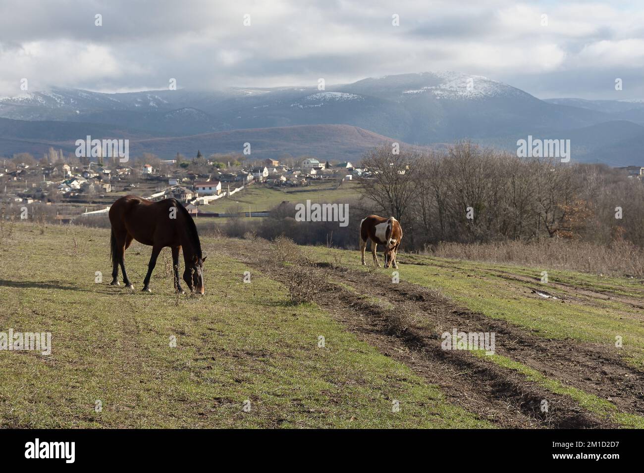 Cavallo pascolo primavera prato verde erba. Paesaggio rurale tranquillo atmosfera. Giovani cavalli bruni pascolano l'erba nel pascolo. Il concetto di paese l Foto Stock