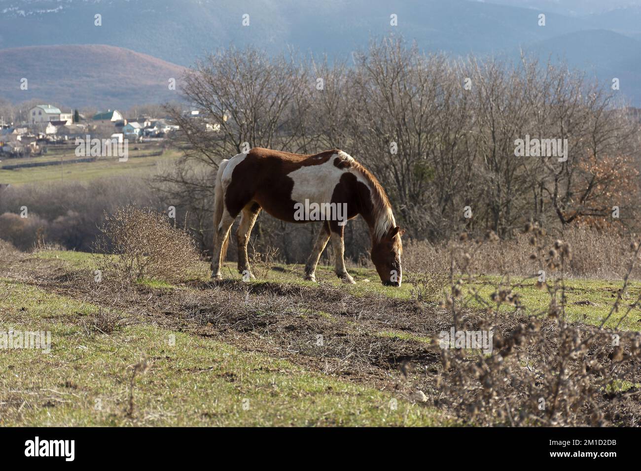 Cavallo pascolo primavera prato verde erba. Paesaggio rurale tranquillo atmosfera. Giovani cavalli bruni pascolano l'erba nel pascolo. Il concetto di paese l Foto Stock