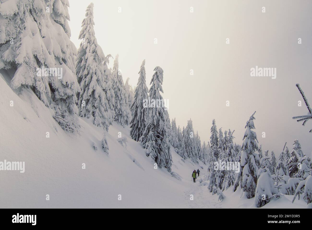 Escursionisti circondati da torreggianti pinete paesaggio foto Foto Stock