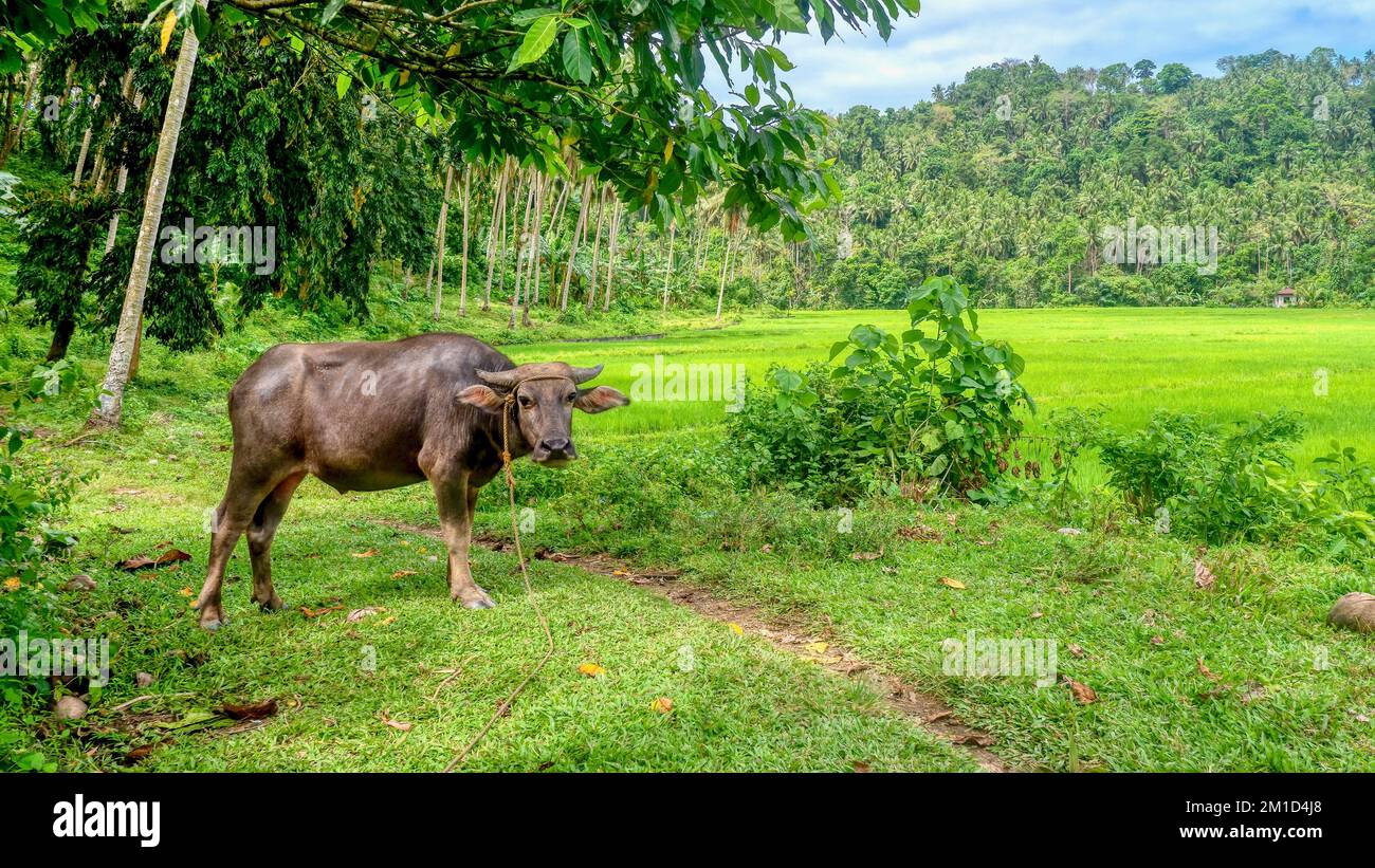 Un giovane maschio carabao (Bubalus bubalis), una specie di bufalo d'acqua originaria delle Filippine, che si trova vicino ad una grande risaia a Mindoro i, Filippine. Foto Stock