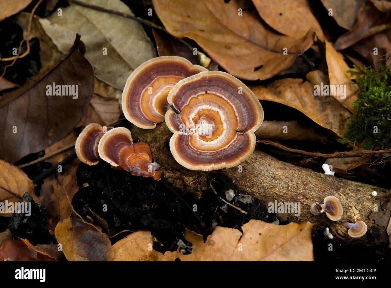 Funghi selvatici sul vecchio tronchi di legno. Primo piano di ammassi di funghi selvatici bruni che crescono su tronchi marciacchiati nella foresta sullo sfondo a foglie secche. S Foto Stock