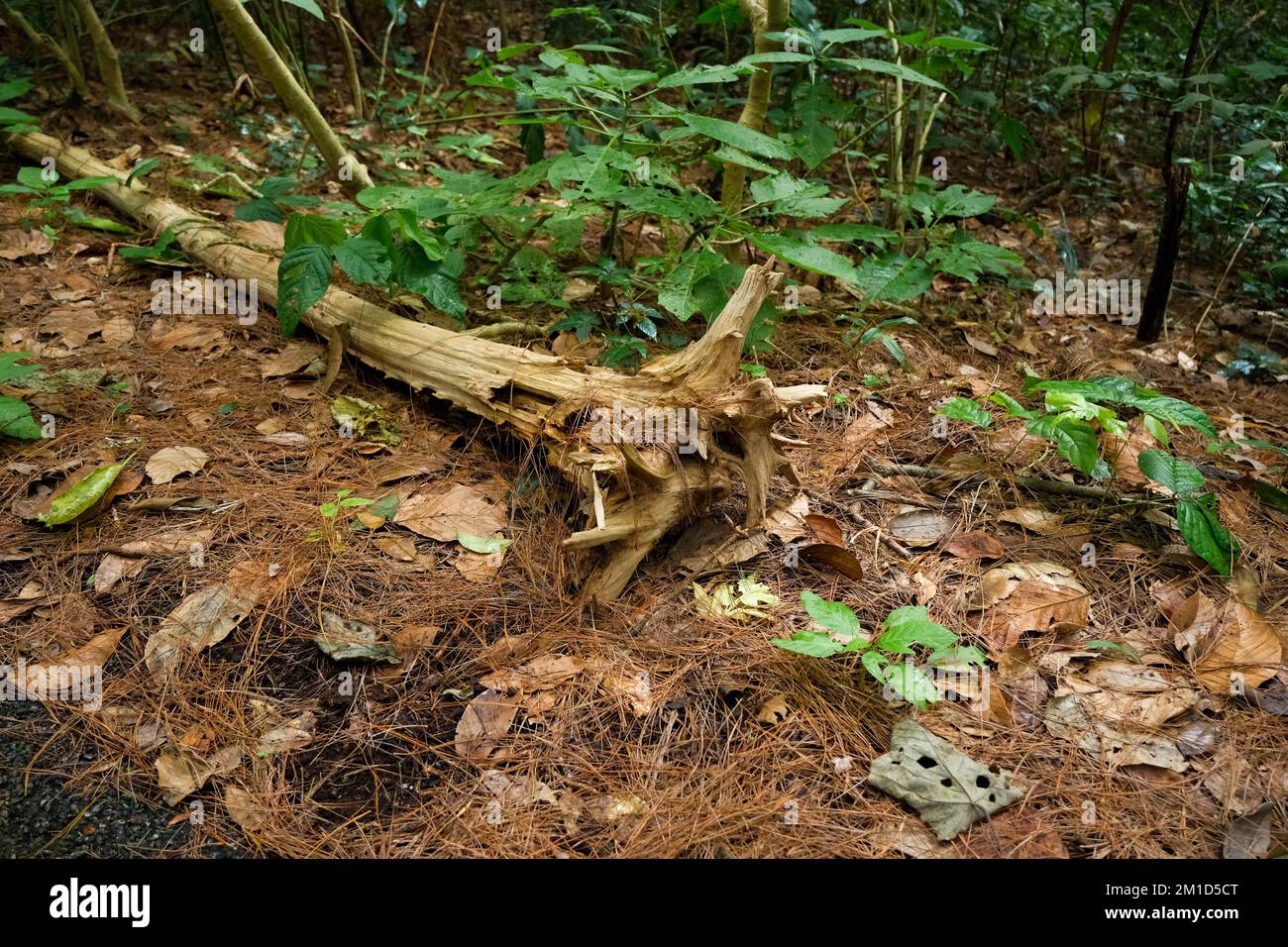 Un vecchio ceppo deformato sul pavimento della foresta. Tronchi marciume nel mezzo della foresta. Foto Stock