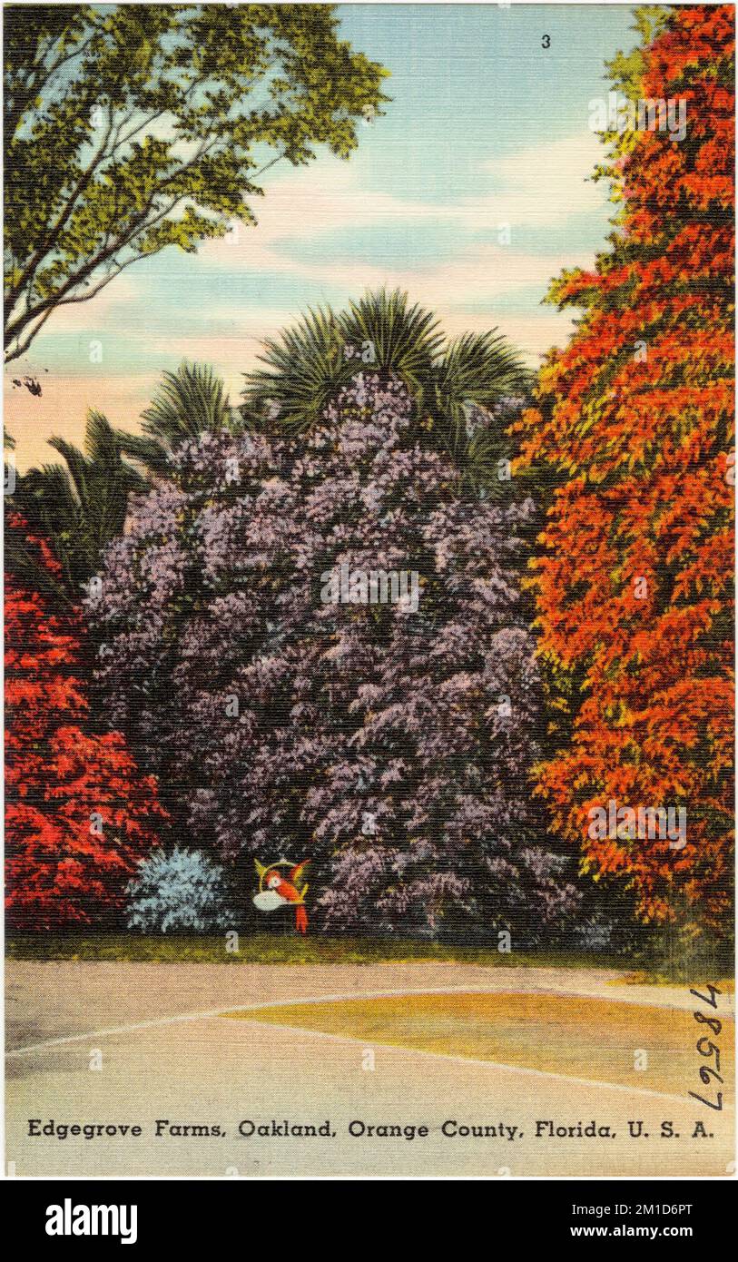 Edgegrove Farms, Oakland, Orange County, Florida, Stati Uniti , Tichnor Brothers Collection, cartoline degli Stati Uniti Foto Stock
