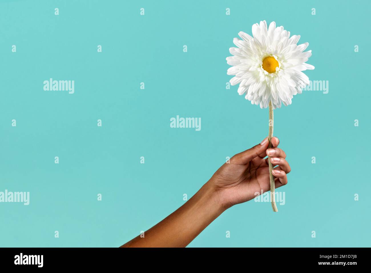 Crop anonima afro-americana femmina che mostra delicato fiore bianco camomilla su sfondo turchese Foto Stock