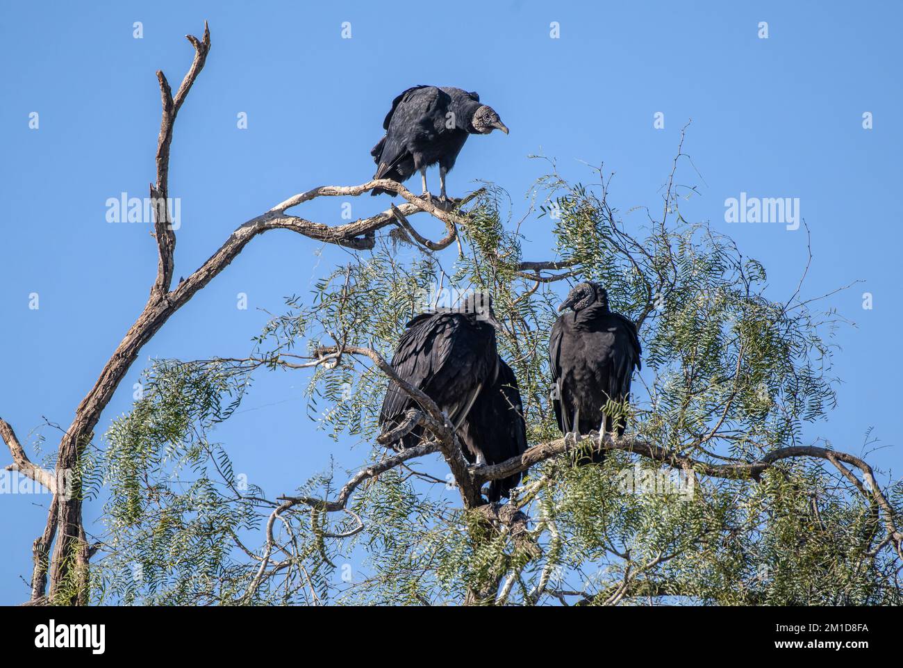 Gruppo di avvoltoi neri, atratus di Coragyps, riposante nell'albero mesquite del miele, Prosopis glandulosa, Texas. Foto Stock