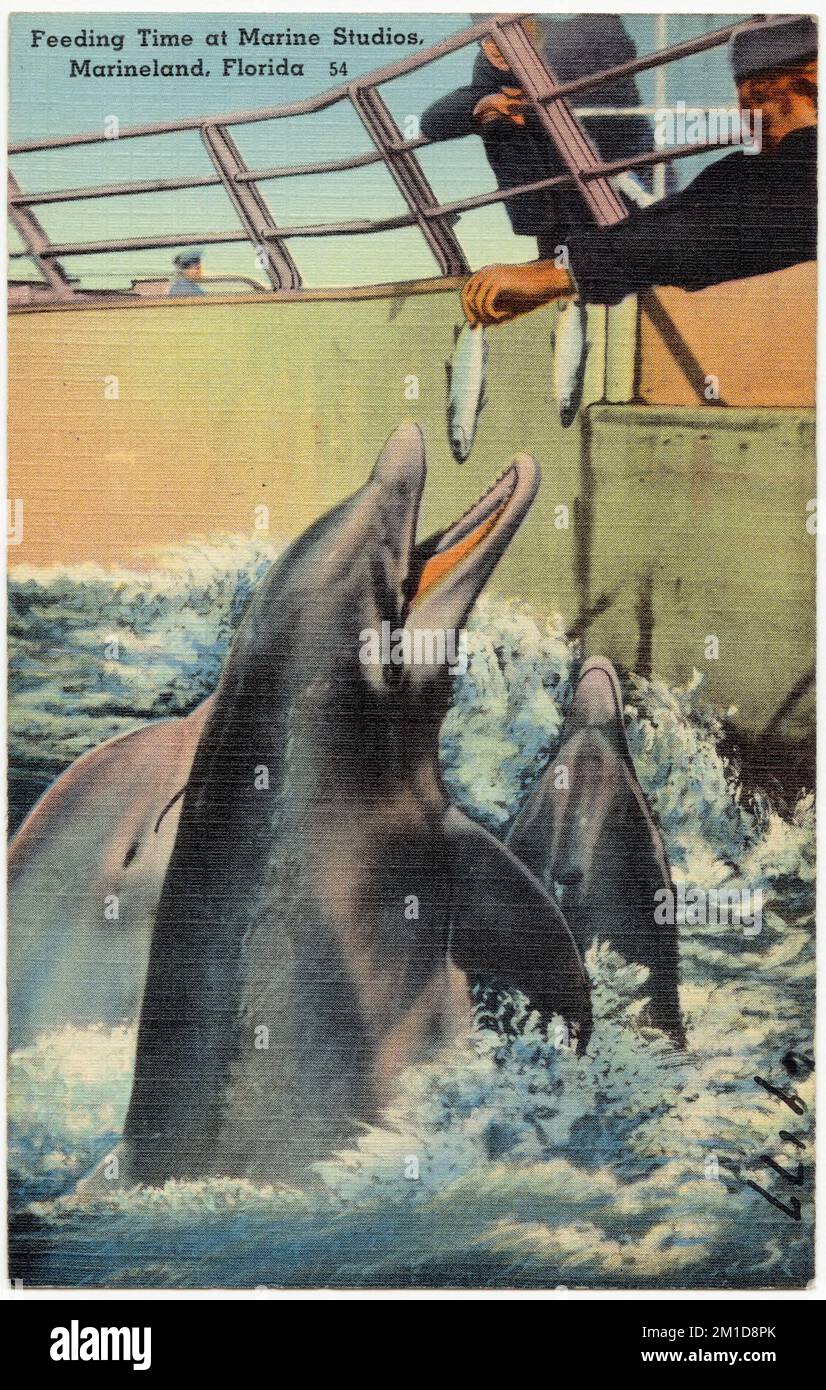Tempo di alimentazione a Marine Studios, Marineland, Florida, Sport e strutture ricreative, Tichnor Brothers Collection, cartoline degli Stati Uniti Foto Stock