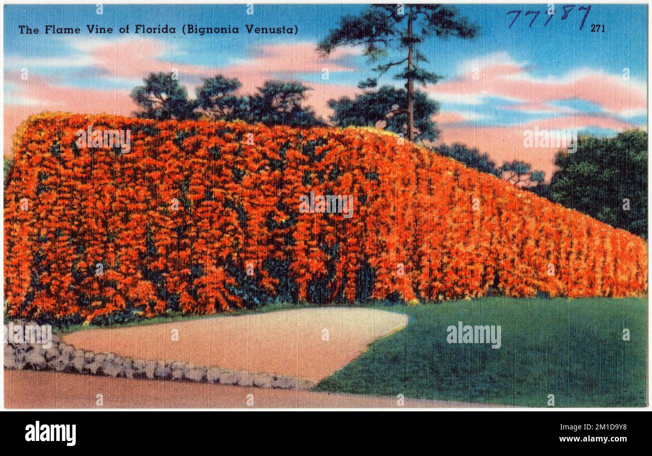 La vite di fiamma della Florida (bignonia Venusta), Tichnor Brothers Collection, cartoline degli Stati Uniti Foto Stock