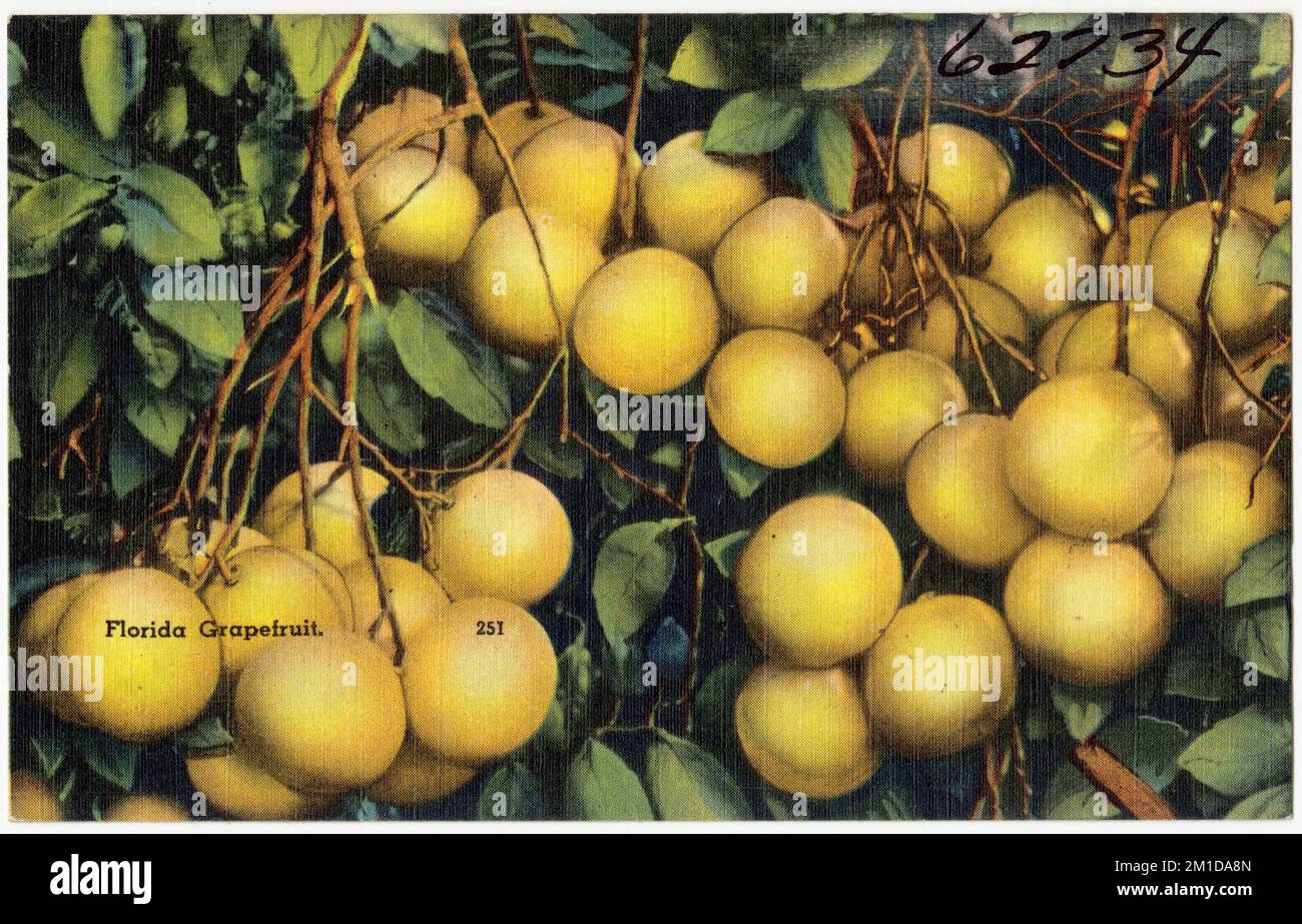 Florida pompelmo , Tichnor Brothers Collection, cartoline degli Stati Uniti Foto Stock