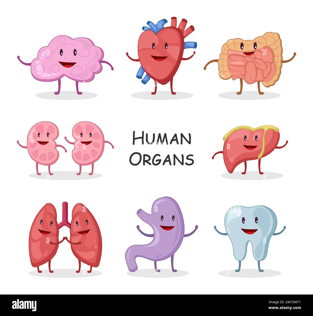 Raccolta di organi umani . Disegno di carattere di cartone animato . Cervello cuore intestino Rene fegato polmone stomaco dente . Vettore Illustrazione Vettoriale