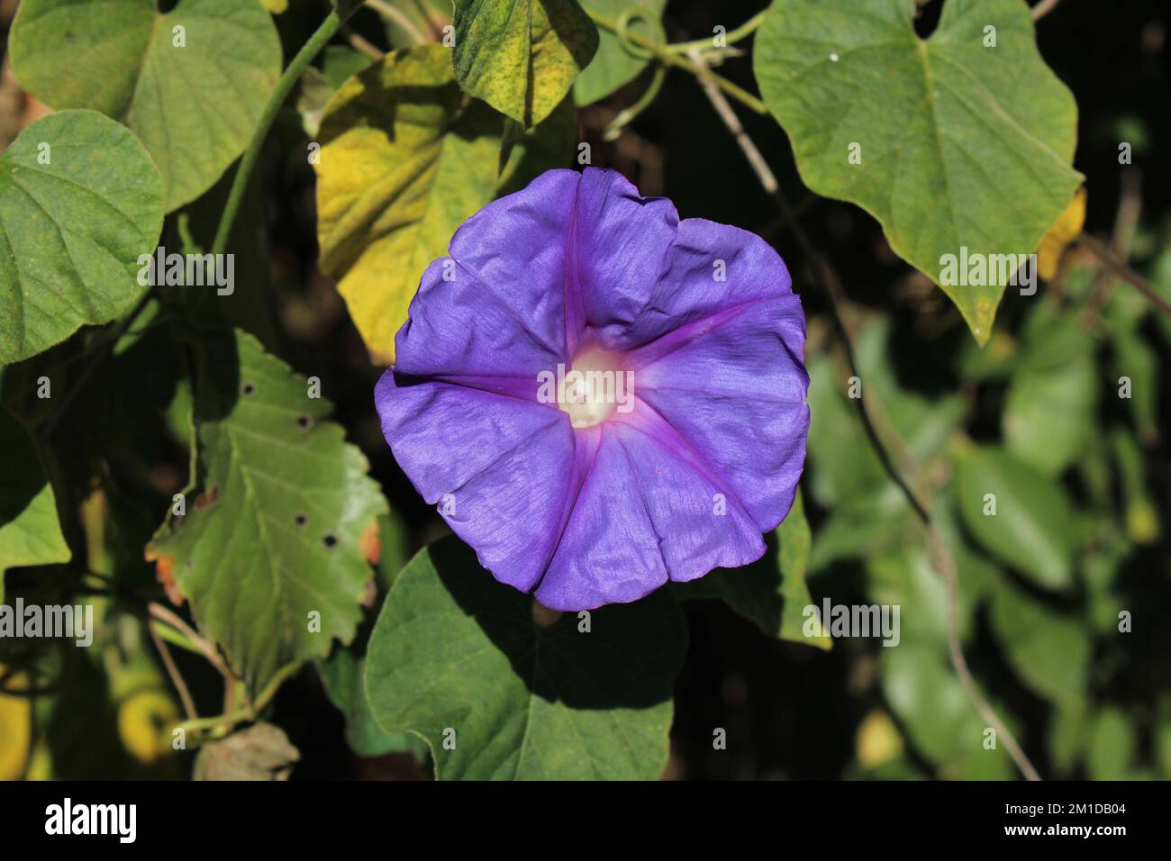 Ipomoea indica fiore, fiore viola, natura Foto Stock