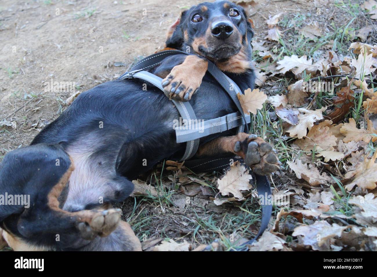 Cane Foto Stock