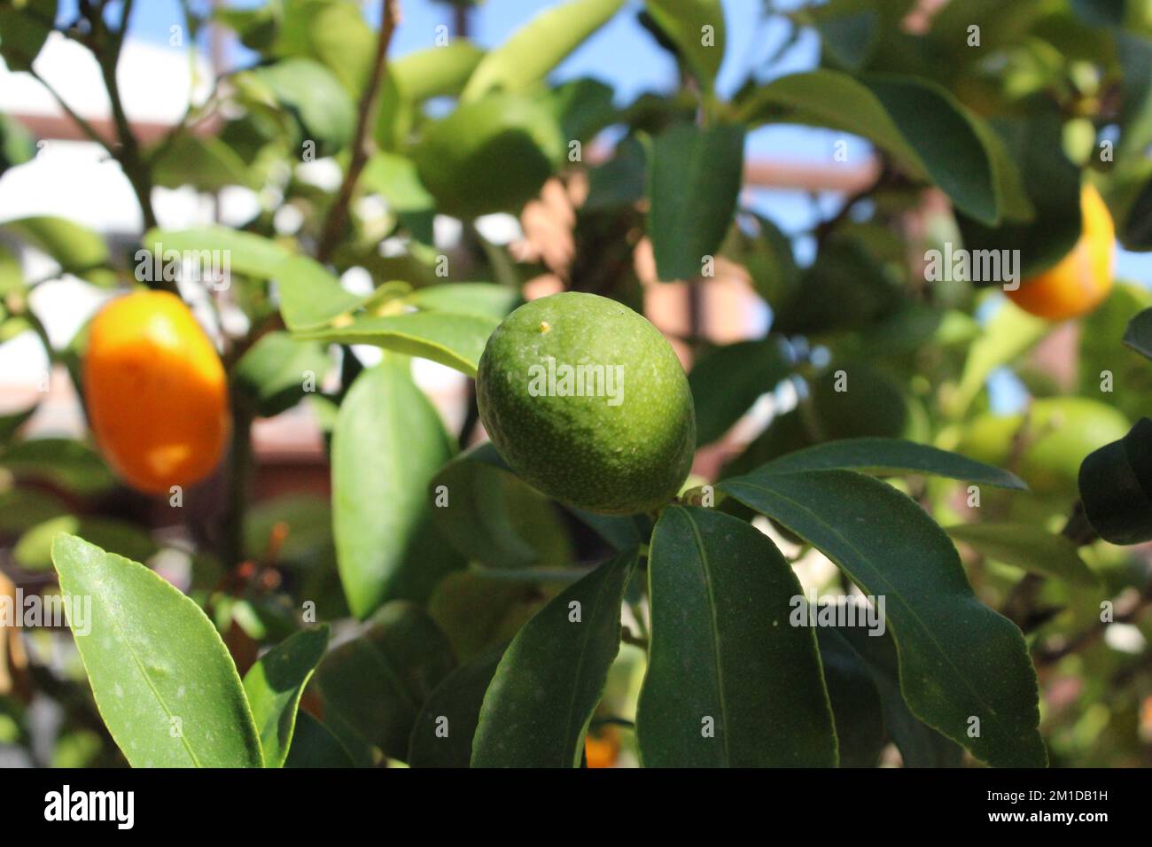 kumquat, cumquat, mandarino cinese, mandarino cinese Foto Stock