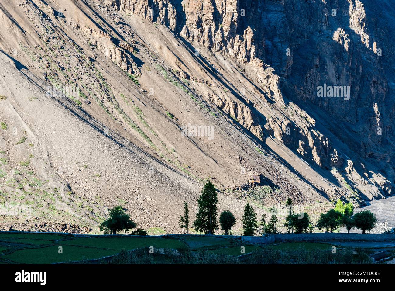Una fila di alberi verdi contro il pendio di ghiaia di un'alta montagna Foto Stock