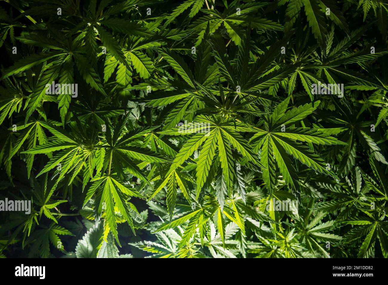 Foglie verdi della pianta di Cannabis (lat. Cannabis indica), anche Marihuana, che è usato come farmaco psicoattivo e come medicina Foto Stock