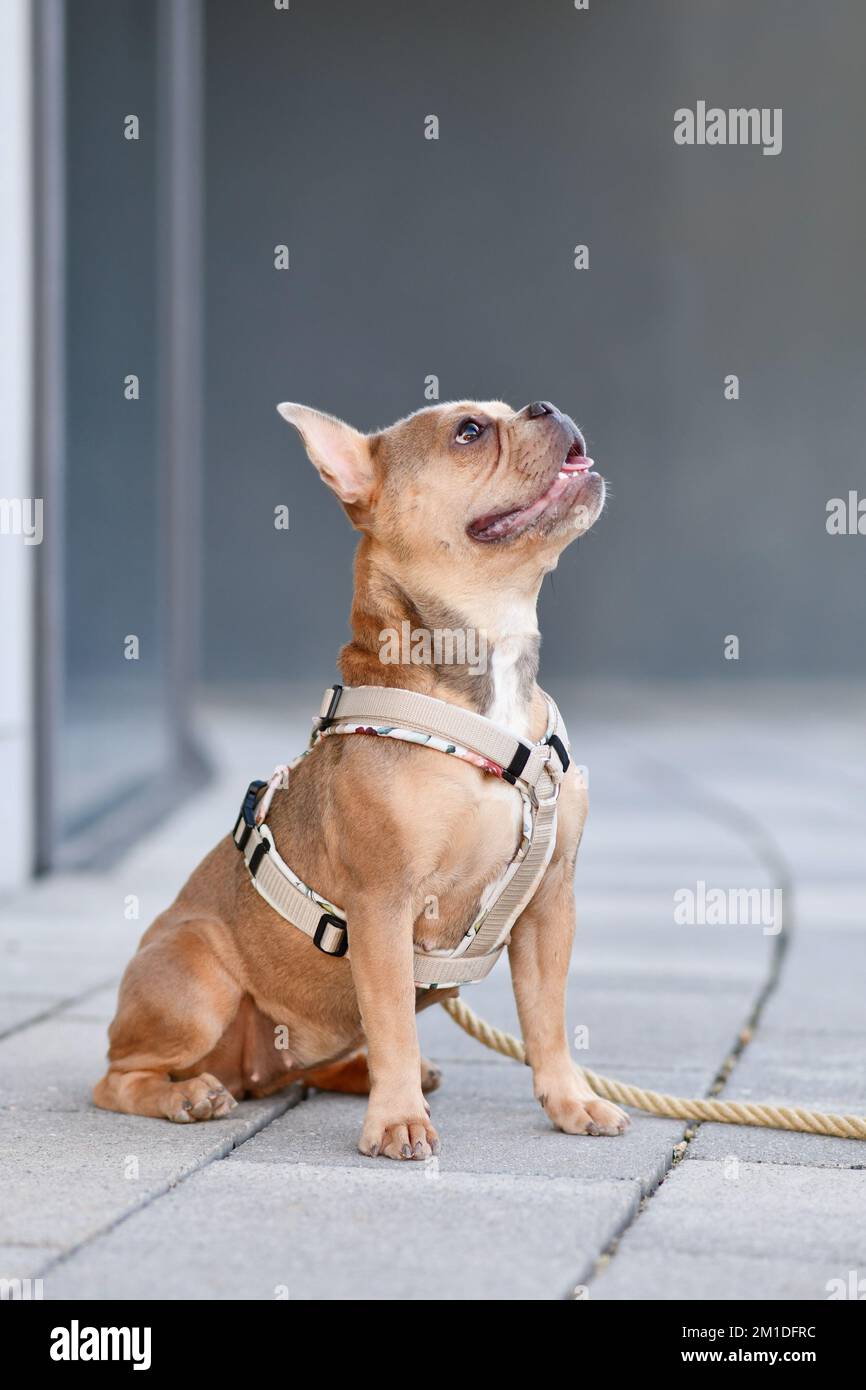 Bulldog francese blu rosso fawn con imbracatura per cani di fronte alla parete grigia Foto Stock