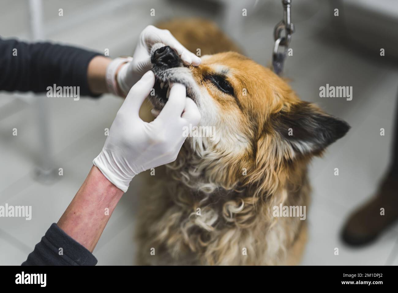 Concetto veterinario. Primo piano ritratto interno di cane di razza mista che passa attraverso i denti di routine controllare. Vet caucasico irriconoscibile in guanti bianchi che toccano i denti di un cane. . Foto di alta qualità Foto Stock
