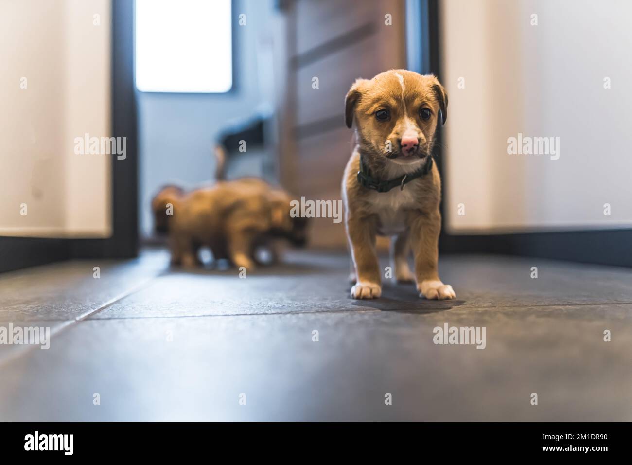 Cucciolo bruno carino di razza mista con espressione triste in piedi sul pavimento nella sua casa temporanea. Cuccioli sfocati sullo sfondo. Foto di alta qualità Foto Stock