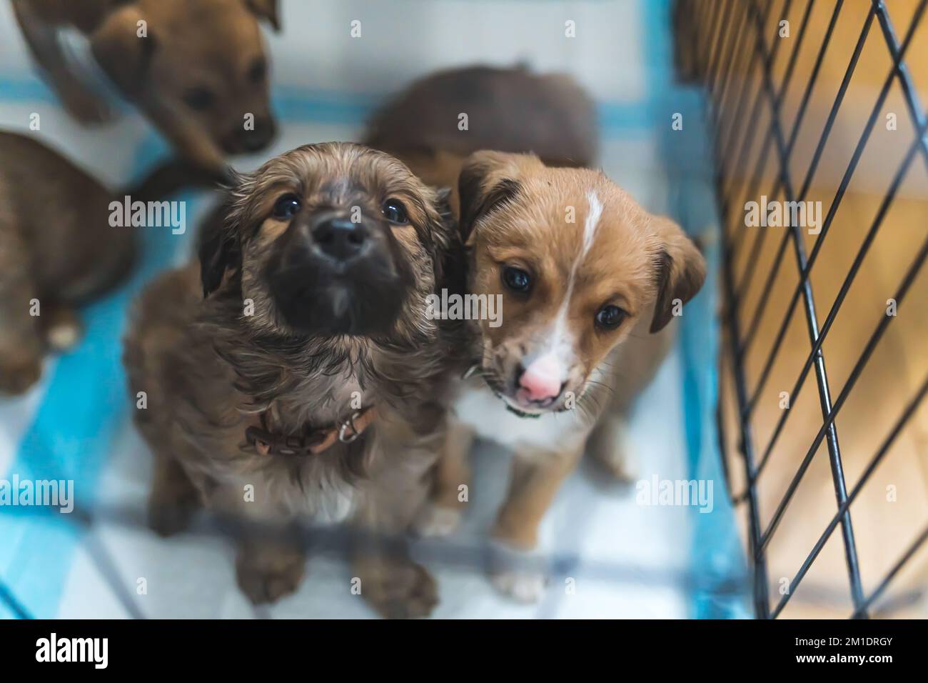 Primo piano ritratto di adorabili cuccioli senza dimora di razza mista all'interno della loro casa temporanea. I cani da cucciolo siedono all'interno della gabbia del cane sui pattini di addestramento. Foto di alta qualità Foto Stock