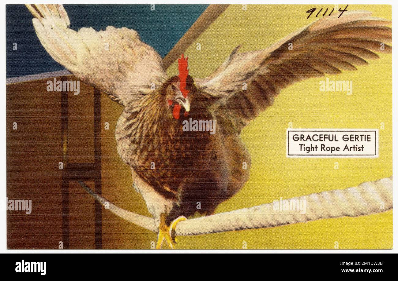 Aggraziato Gertie, artista di corda stretta, Tichnor Brothers Collection, cartoline degli Stati Uniti Foto Stock
