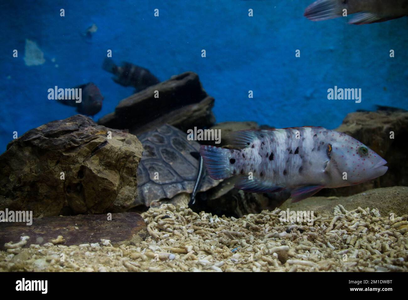 Acquario di alessandria immagini e fotografie stock ad alta risoluzione