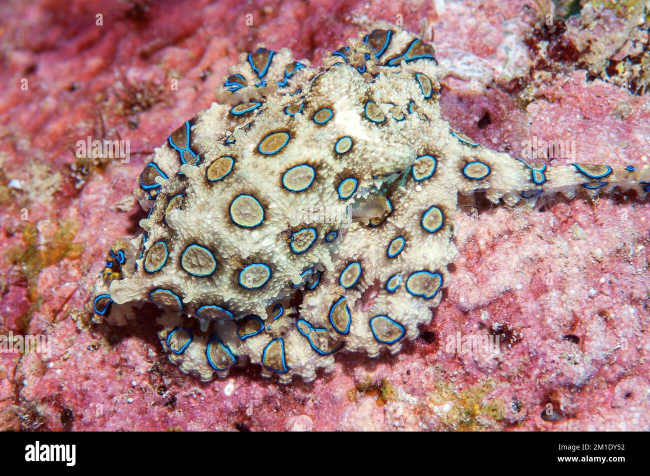 Polpo voluminoso con anello blu (Hapalochlaena lunulata) polpo con anello blu si mimetizzazione come un piccolo blocco di corallo in agguato per preda, Pacific Oc Foto Stock
