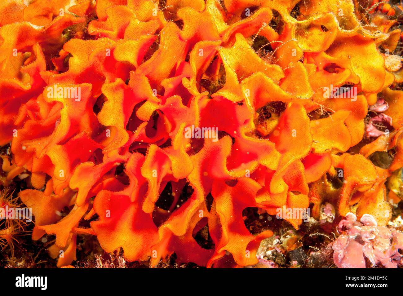 Primo piano dei briozoi ramati (Pentapora fascialis), Mar Mediterraneo, Portofino, Italia, Europa Foto Stock