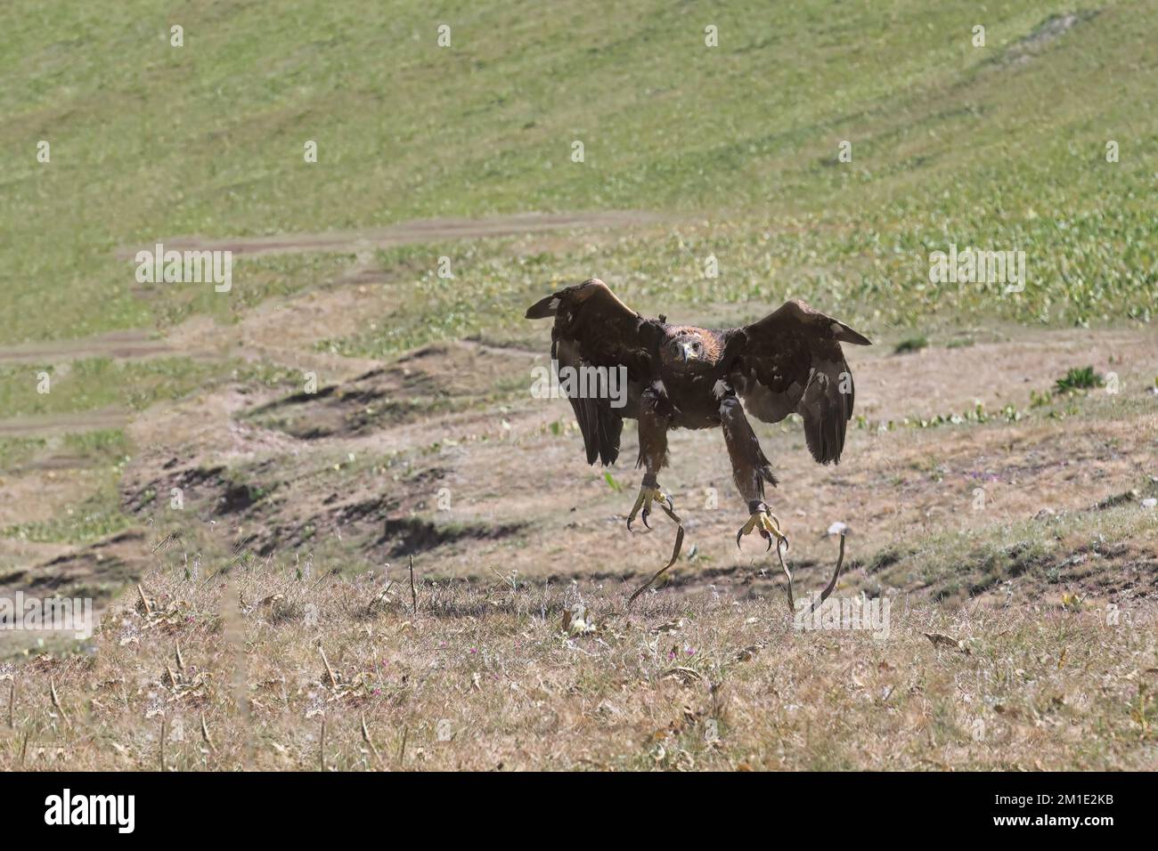 Aquila reale (Aquila Chrysaetos) in volo, lago di Song kol, regione di Naryn, Kirghizistan Foto Stock