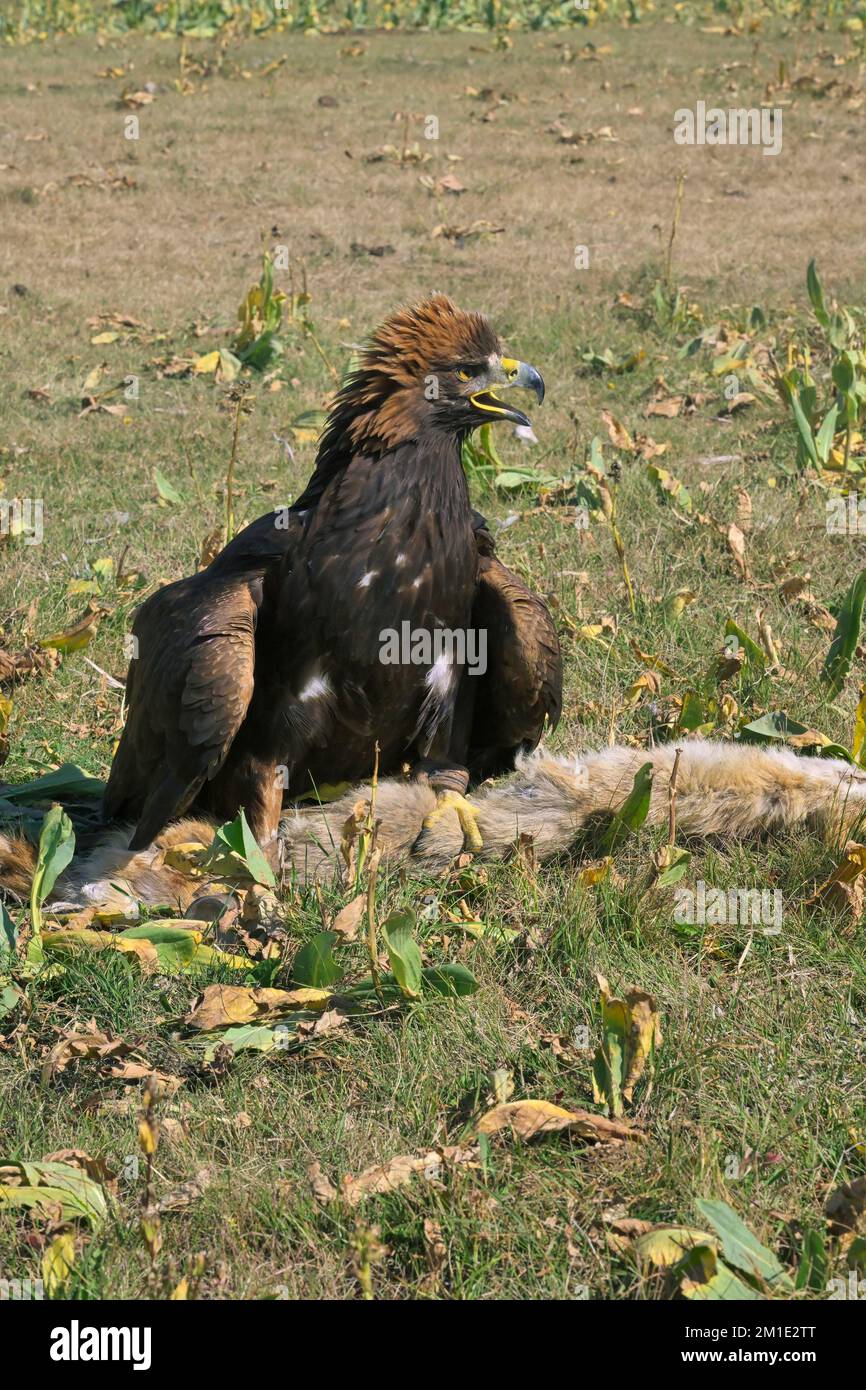 Aquila reale (Aquila Chrysaetos) su una preda, lago di Song kol, regione di Naryn, Kirghizistan Foto Stock