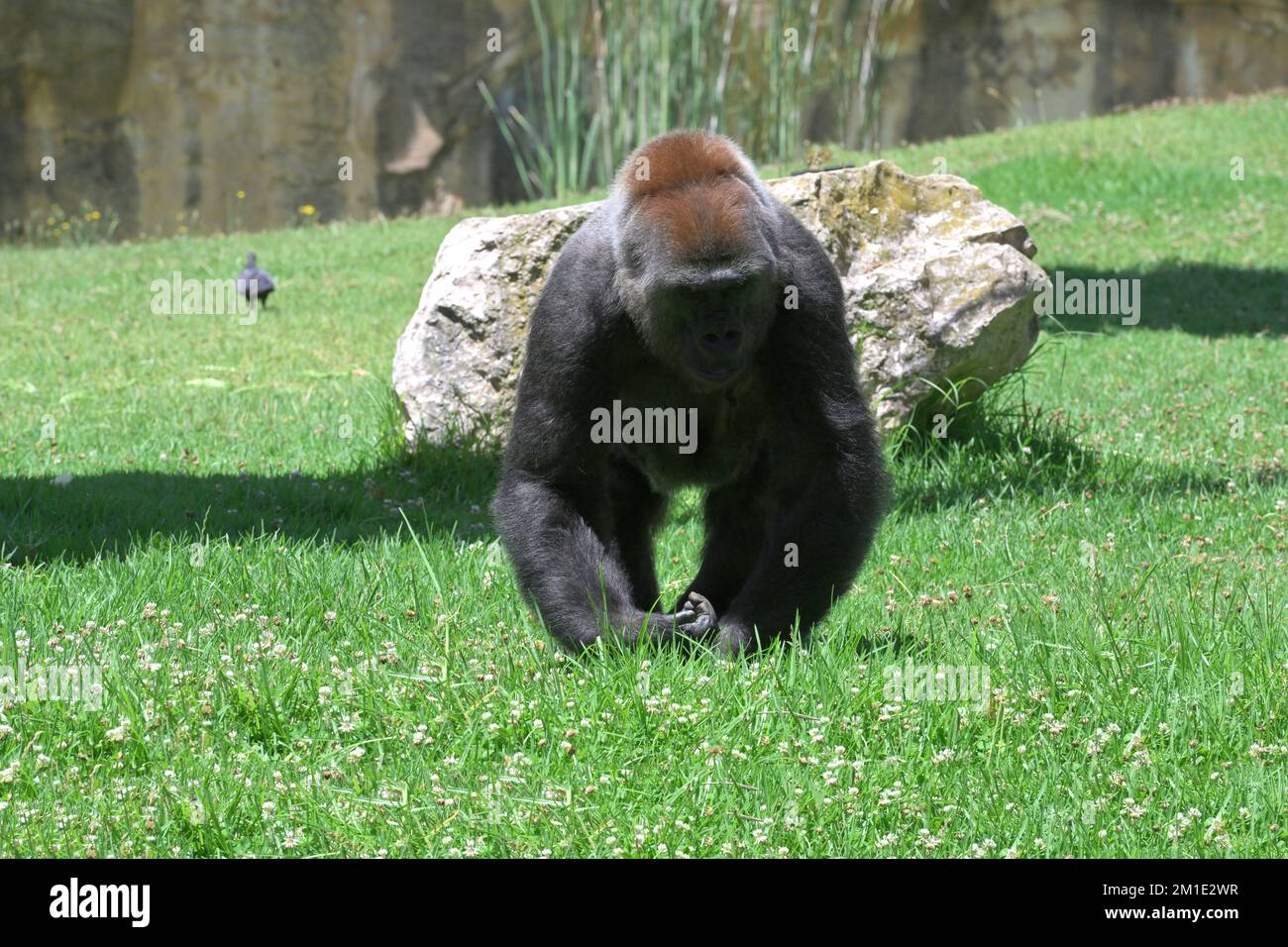 Gorilla di pianura occidentale criticamente minacciata (gorilla gorilla gorilla), Africa centrale Foto Stock