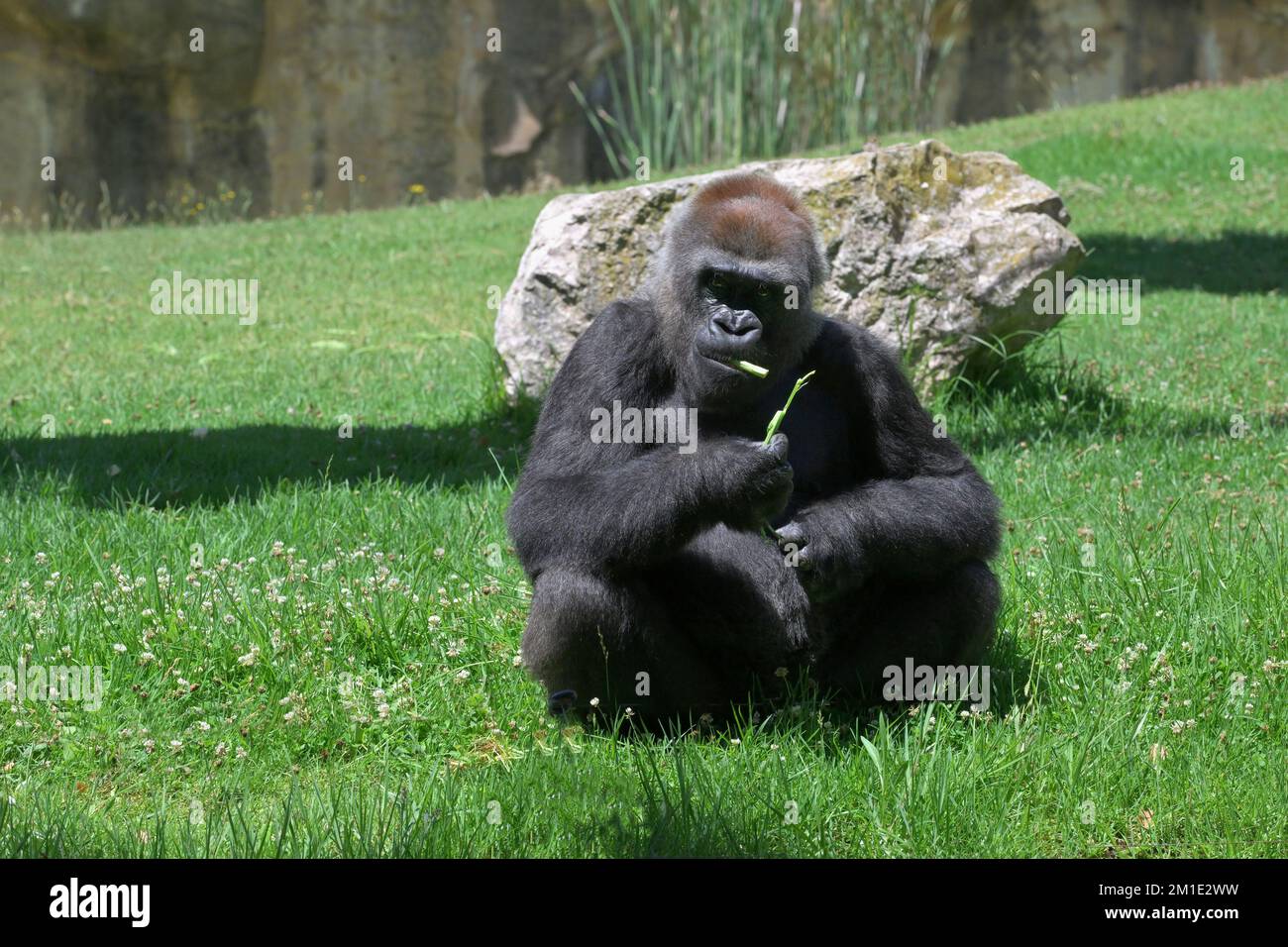 Gorilla di pianura occidentale criticamente minacciata (gorilla gorilla gorilla), Africa centrale Foto Stock